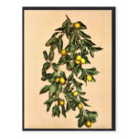 A branch of lemons, Limone, Garda, Lake of, Italy Postcard