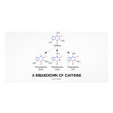 A Breakdown Of Caffeine (Chemical Molecules) photo cards