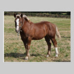 A Breton foal in France postcards