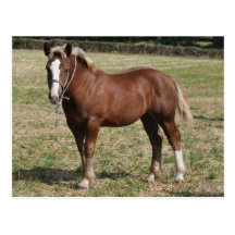 A Breton foal in France Post Card