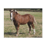 A Breton foal in France Post Card