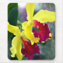 A Bright Place in the Jungle mousepads by ElainePlesser A Bright Place in the Jungle mousepads