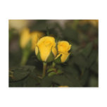 A Budding Friendship (Yellow Rose)