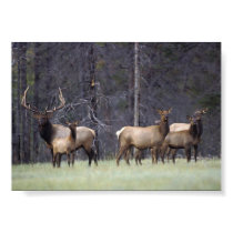 A Bull and His Harem posters