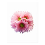 A Bunch of Pink Daisies Post Cards