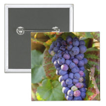 A bunch of Pinot Noir grapes in a Chambertin