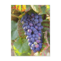 A bunch of Pinot Noir grapes in a Chambertin