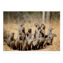 A Business of Mongoose Postcard