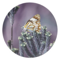 A butterflies beautiful life party plate
