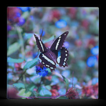 A Butterflies Flitter and Flutter binders