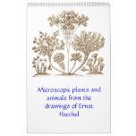 A calendar of microscopic plants and animals