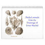A calendar of shell drawings of Ernst Haeckel