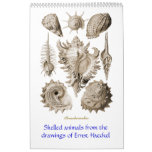 A calendar of shell drawings of Ernst Haeckel