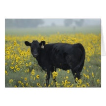 A calf amid the sunflowers of the Nebraska Greeting Card