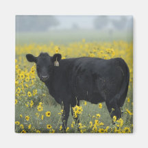 A calf amid the sunflowers of the Nebraska Refrigerator Magnet