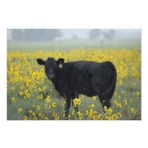 A calf amid the sunflowers of the Nebraska Photo Art