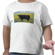 A calf amid the sunflowers of the Nebraska Shirts