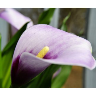 A Calla Lily mousepad