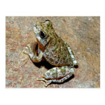 A Canyon Treefrog Post Card