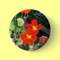 A Car in the Garden buttons
