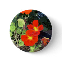 A Car in the Garden buttons