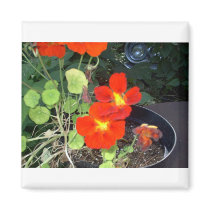 A Car in the Garden magnets