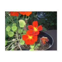A Car in the Garden postcards by eelkat A Car in the Garden postcards