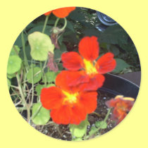 A Car in the Garden stickers