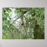 A Cardinal on a distant tree limb Posters