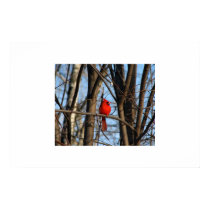 A Cardinal Poster posters by redogpeters A Cardinal Poster posters