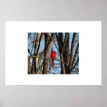 A Cardinal Poster posters