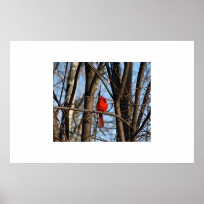 A Cardinal Poster by redogpeters