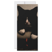 A cat in black and shadow. rack cards by tirial A cat in black and shadow. rack cards