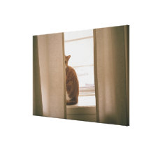 A Cat Sitting Behind The Curtains On A Window Gallery Wrapped Canvas