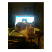 A cats chatsroom… post card