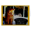 A cat's eyes are windows... cards