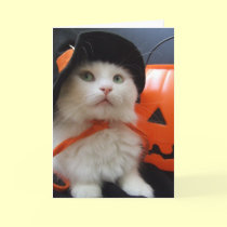 A Cat's Halloween cards