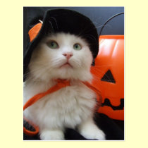 A Cat's Halloween postcards