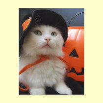 A Cat's Halloween postcards