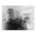 A cats life Postcard postcards