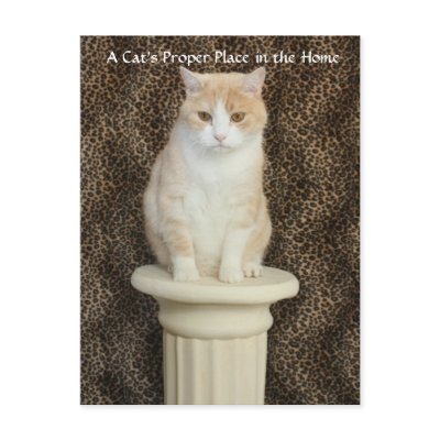 A Cat's Proper Place in the Home Postcards by myrtieshuman