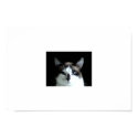A Cat's Stare posters