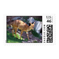 A CAUTIOUS LITTLE CRITTER... postage