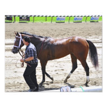 A champion "Dreaming of Julia" Photographic Print