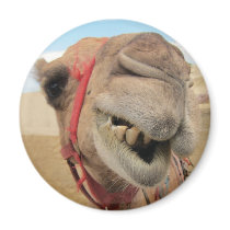 A Cheerful Camel Refrigerator Magnet