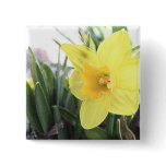 A Cheerful Yellow Daffodil Pins