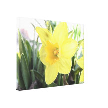 A Cheerful Yellow Daffodil Gallery Wrap Canvas