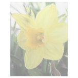 A Cheerful Yellow Daffodil Letterhead Template