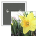 A Cheerful Yellow Daffodil buttons