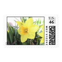 A Cheerful Yellow Daffodil Postage